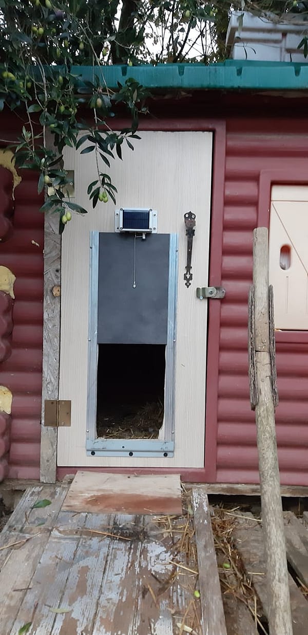 Automatic door terceira on a human size door of a plastic henhouse