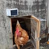 Poule qui sort d'une porte automatique solaire avec mini groom. Poulailler en bois fabrication maison.