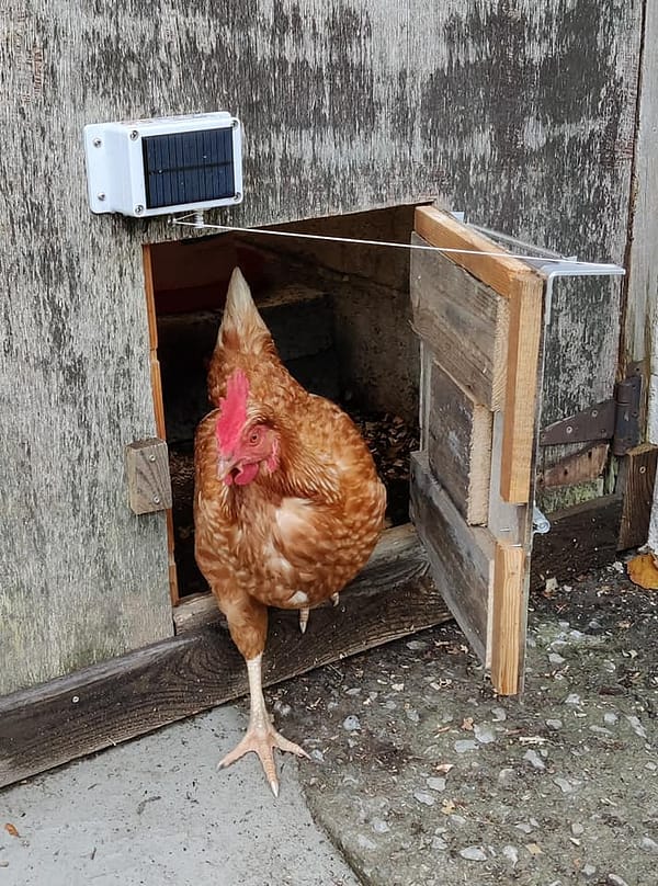 Poule qui sort d'une porte automatique solaire avec mini groom. Poulailler en bois fabrication maison.